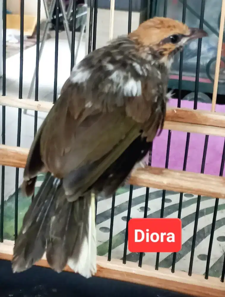 Anak Cucak Rowo Blorok Ekor Slap Putih