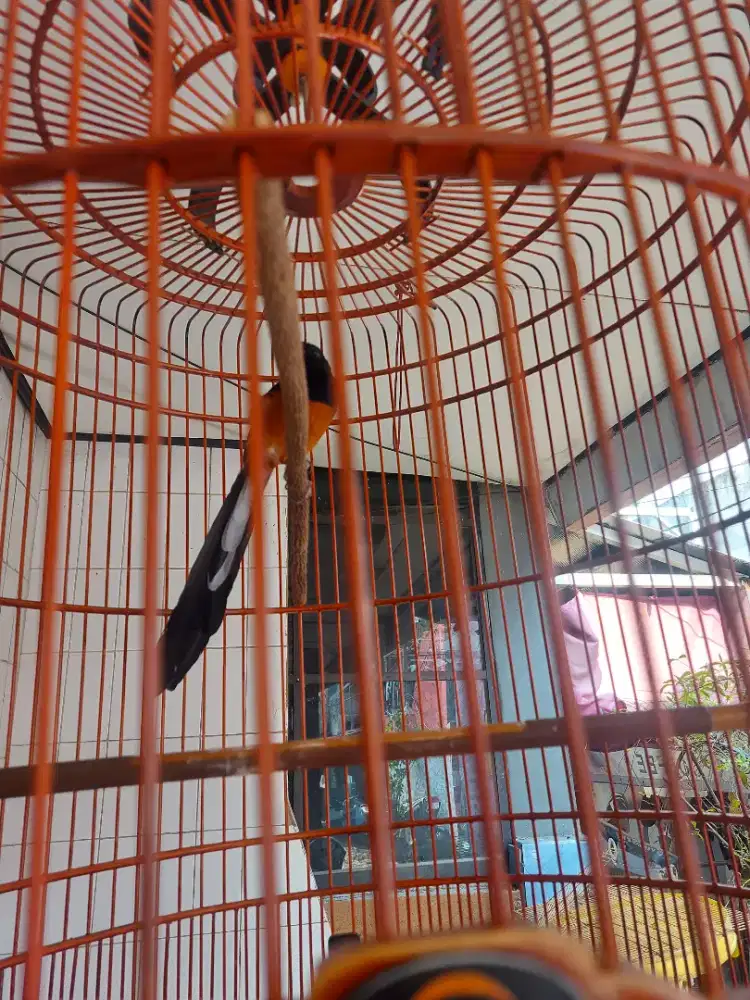 MB MEDAN SUPER PE 23