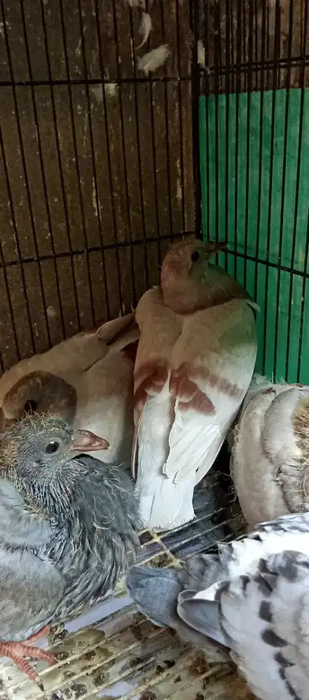 Merpati pos piyik