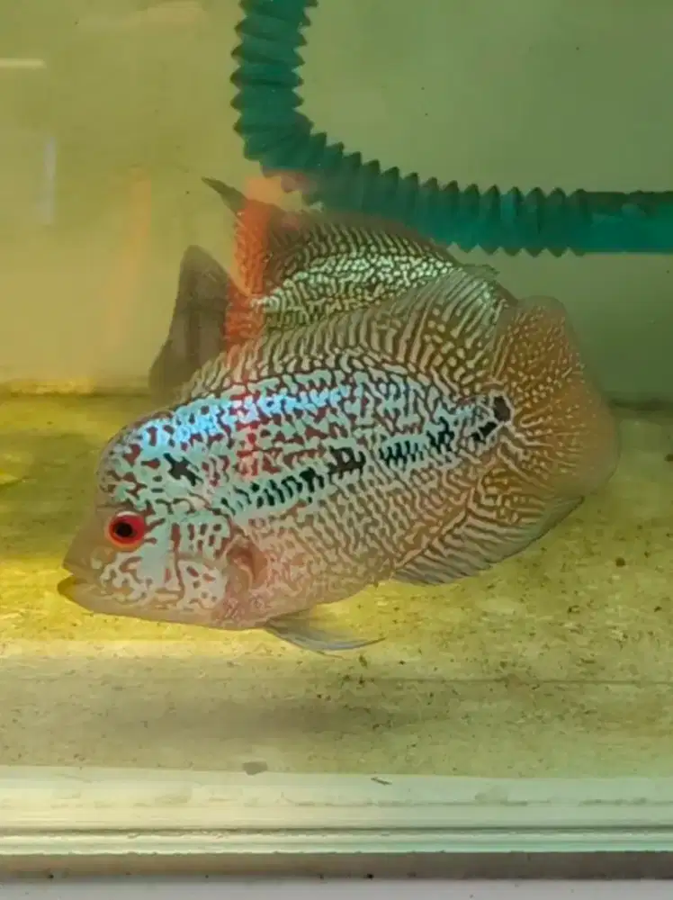 ikan louhan cencu modern 10cm+ full mutiara full marking cencu kamfa