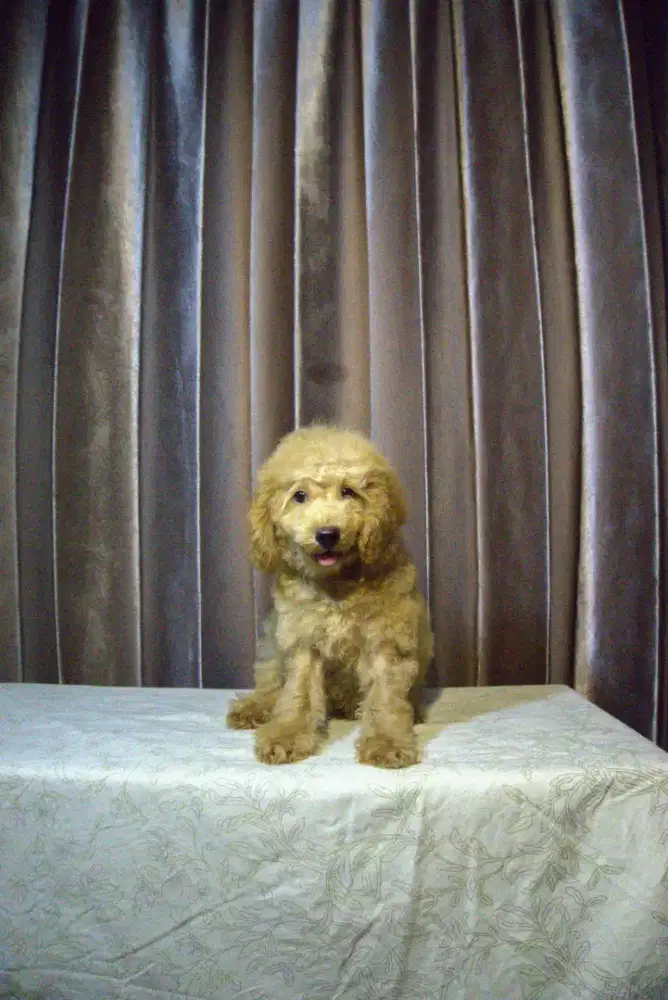 Toy Poodle Lucu Imut
