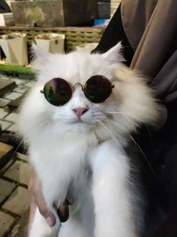 Kucing Persia jantan usia 1 tahun sudah di kebiri