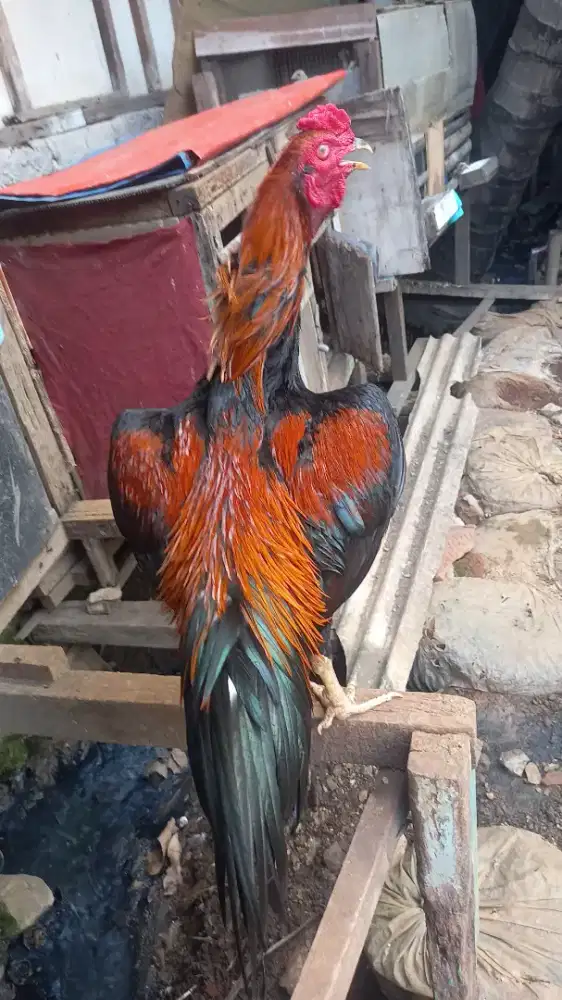 Ayam blasteran bangkok