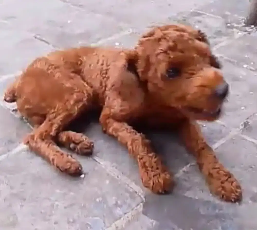 Borongan minipom n poodle