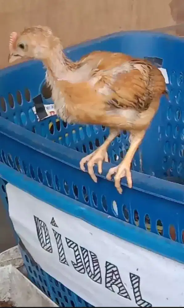 Anak ayam kampung