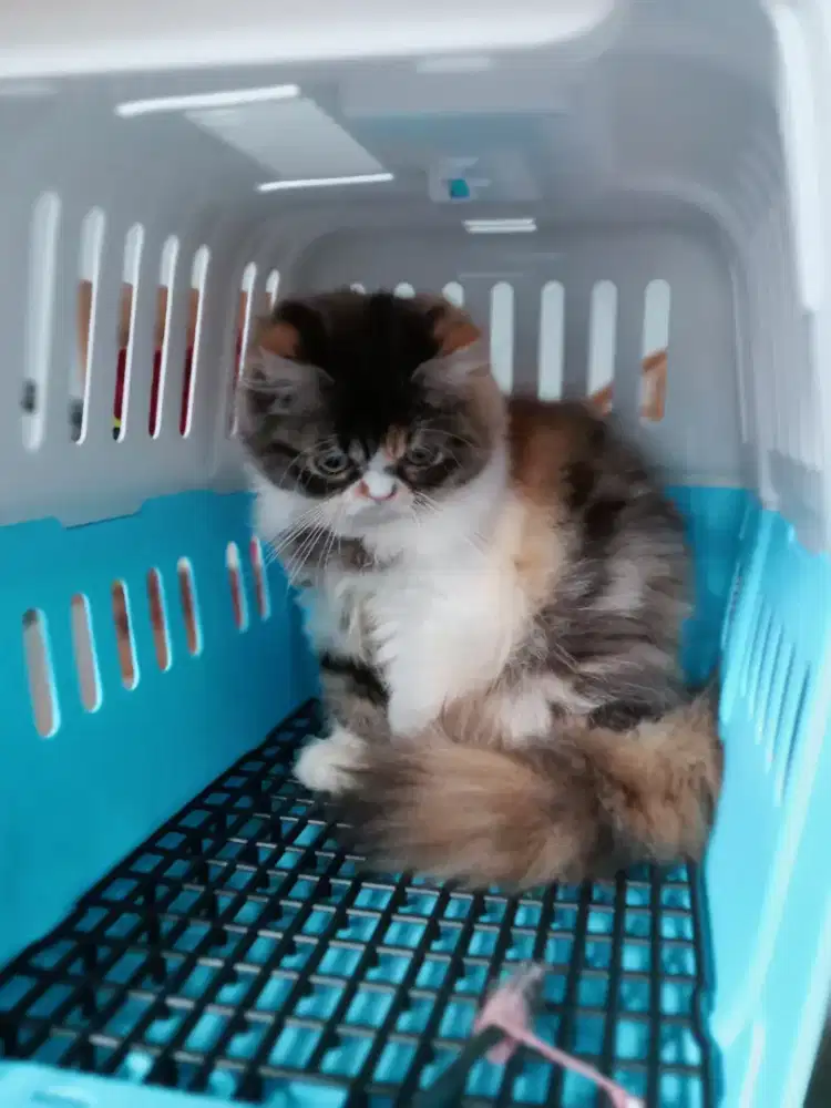 Kucing Persia Flatnose