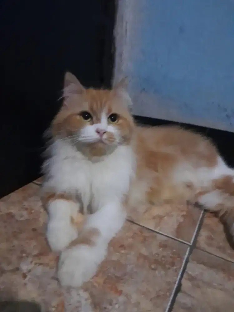 kucing persia betina