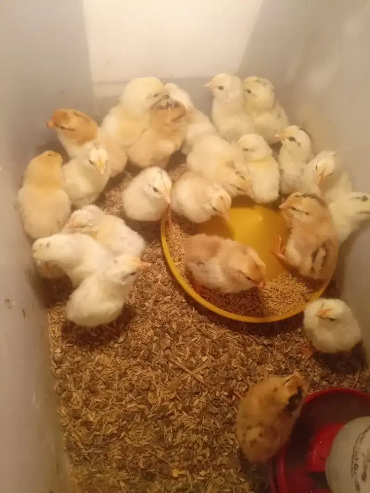 DOC Ayam Petelur Elba