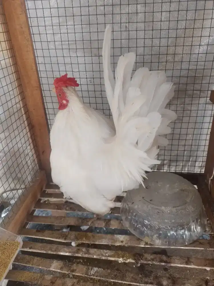 Ayam serama warna putih