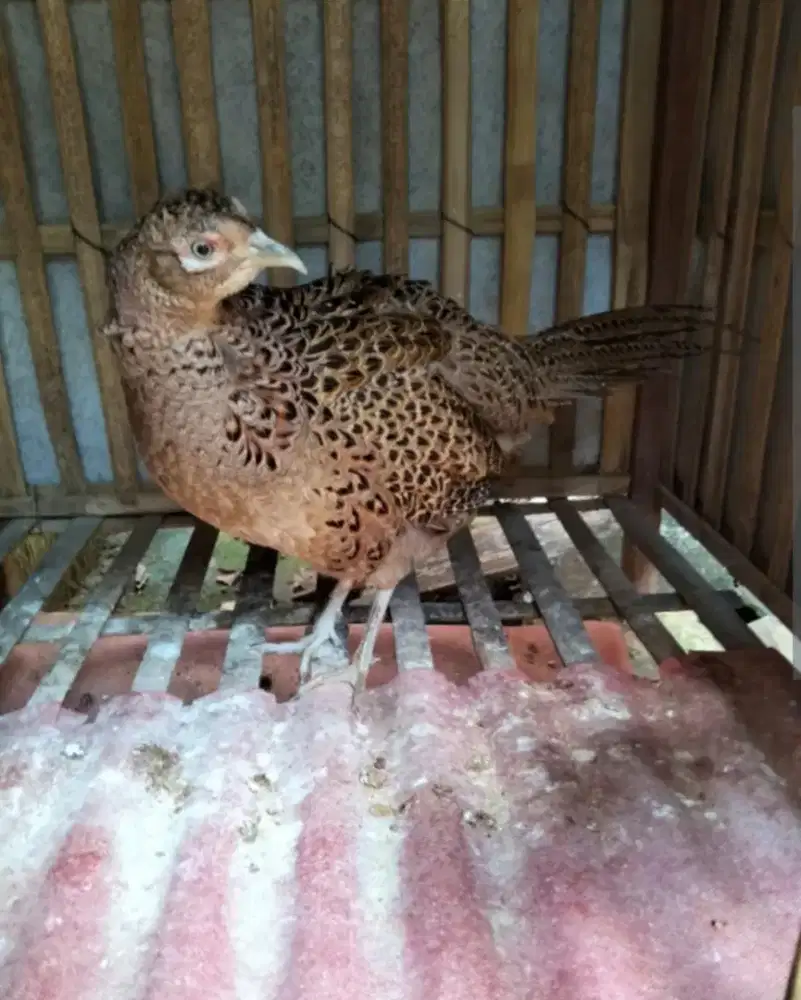 Ayam golden pheasant