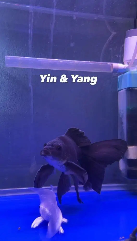 Di Jual Ikan hudielong import