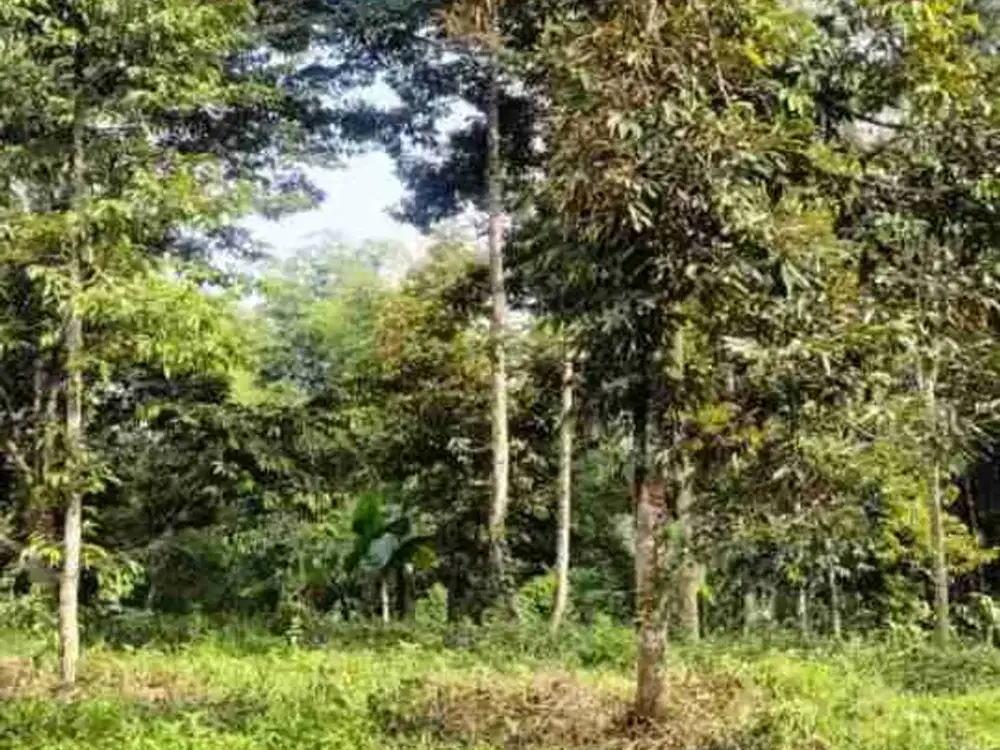 Kebun Durian Poncokusumo Malang
