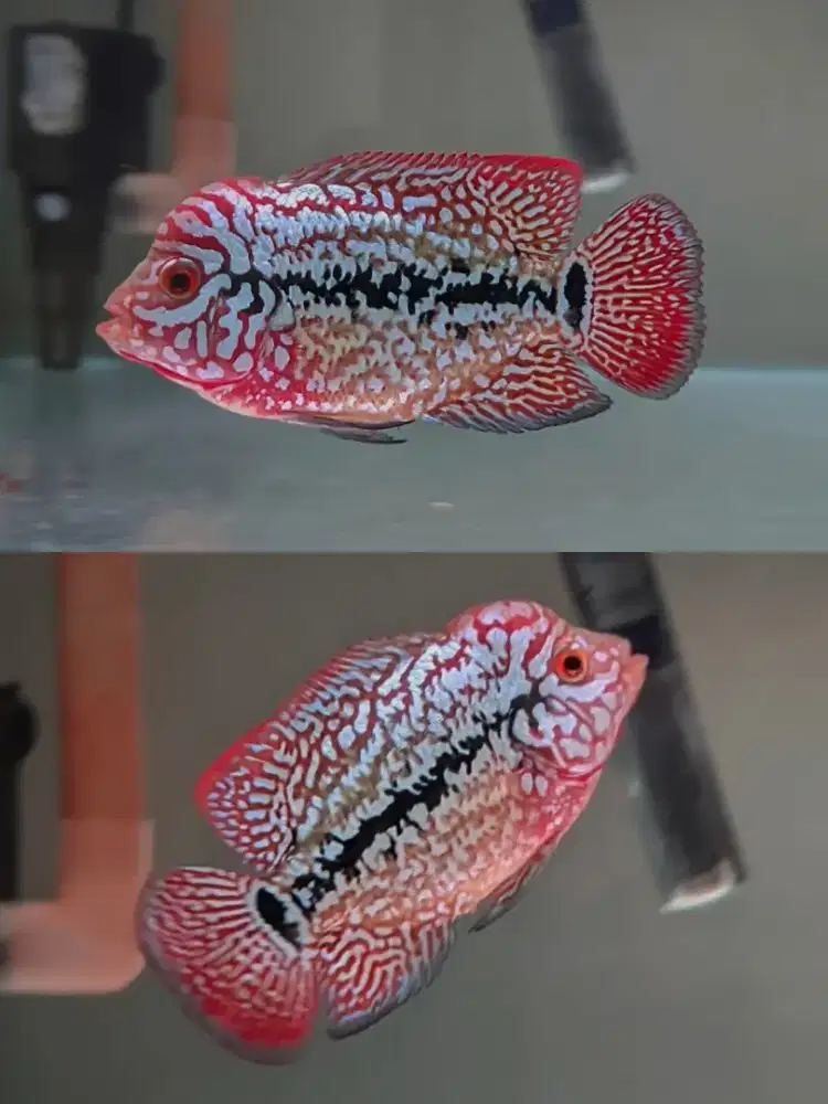 Ikan Louhan Kamfa F2 Thai