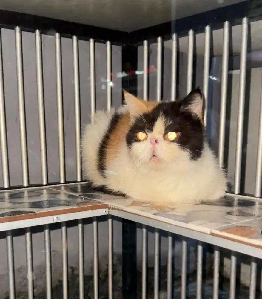 Kucing Exotic peaknose
