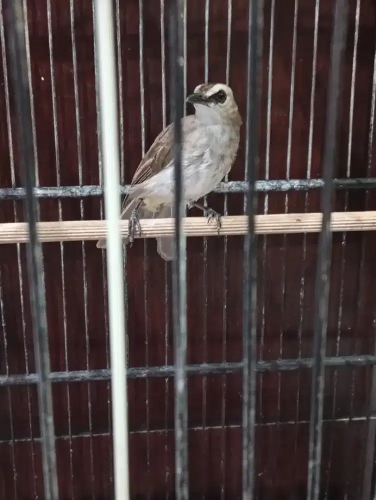 Jual burung trucukan rawatan semi vortot harian bunyi