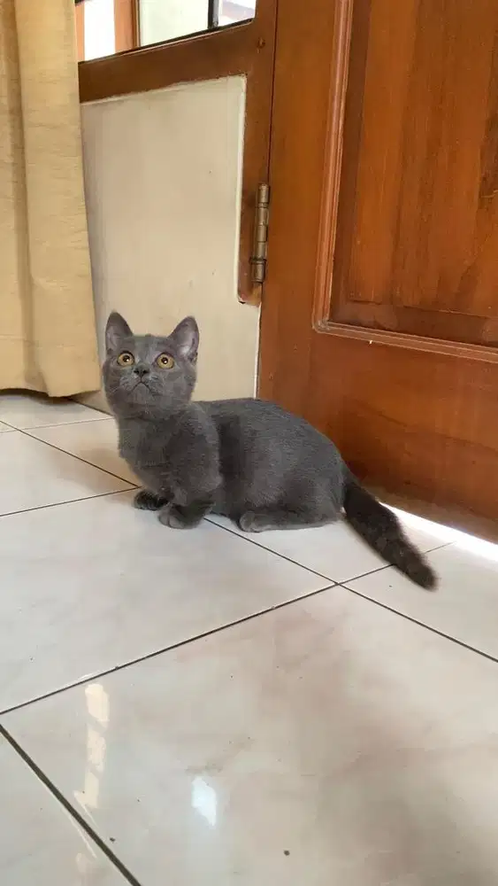Kitten munchkin british shorthair kucing bsh