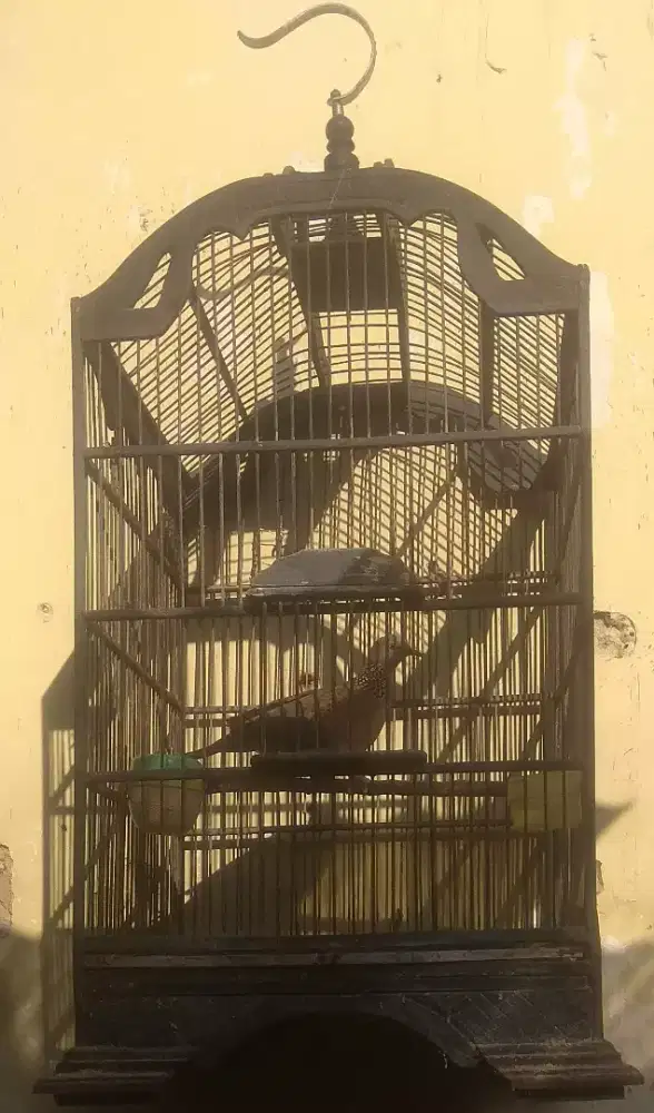 Derkuku katuranggan Kol buntet