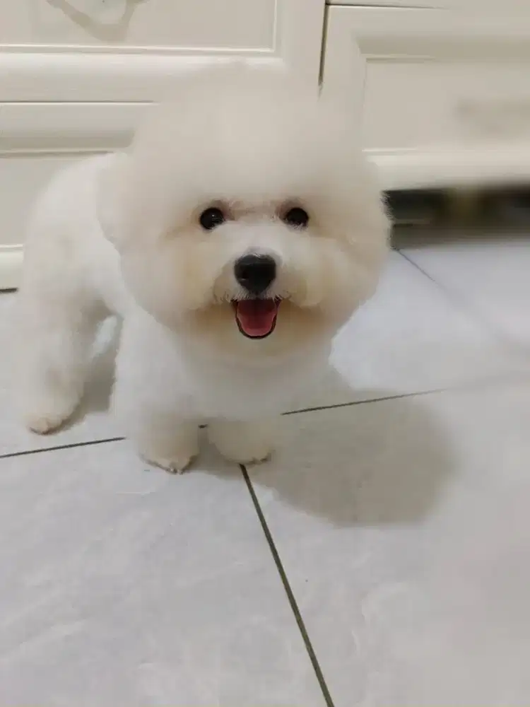 Mini Bichon Frise Female