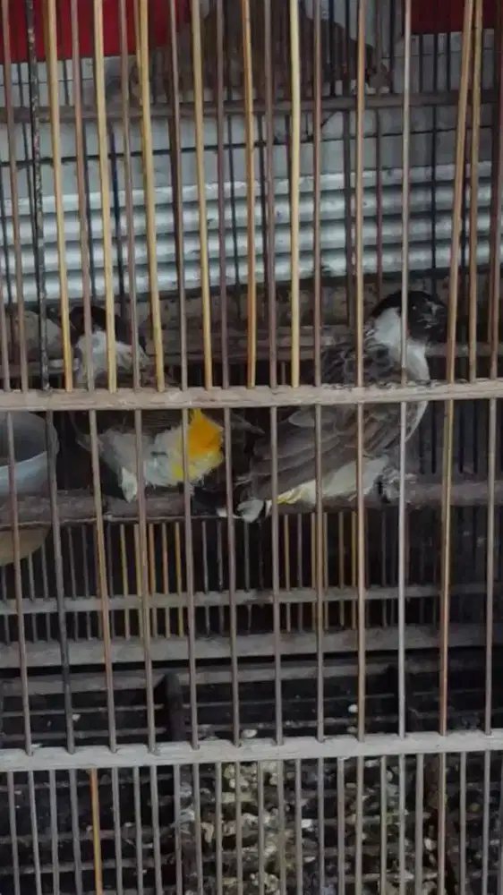 Burung Kampung Sepasang