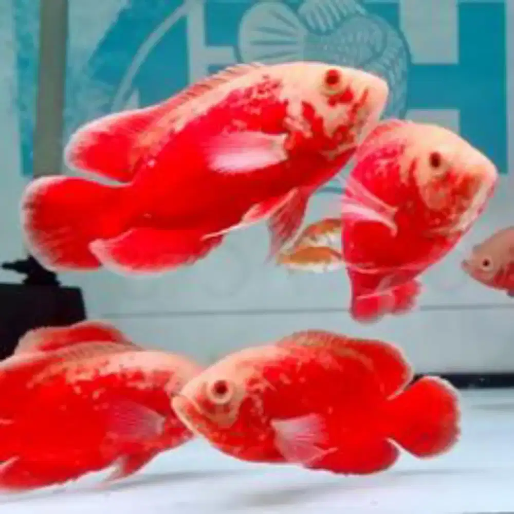 Oscar red Chili.SUPER MERAH.(PROMO KOSONGIN TANK)