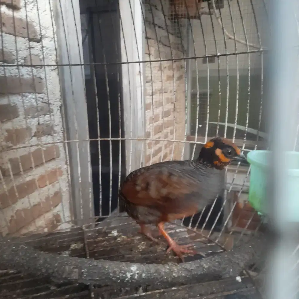 Burung puyuh gonggong jawa barat jantan sehat