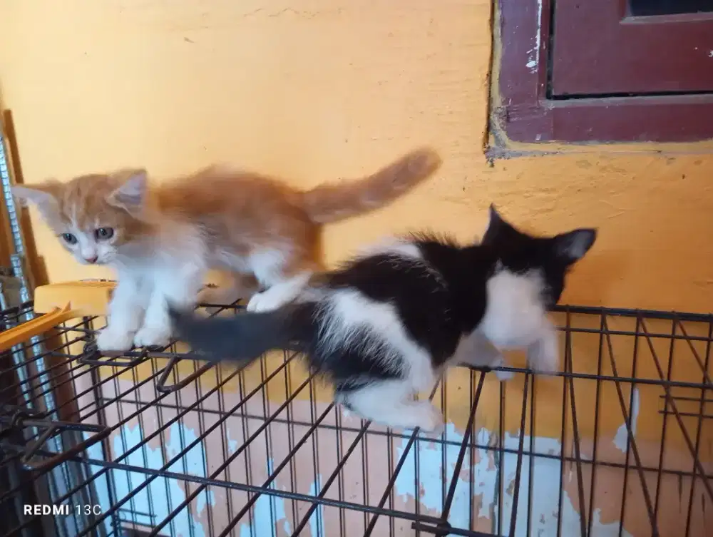 Sepasang kitten medium