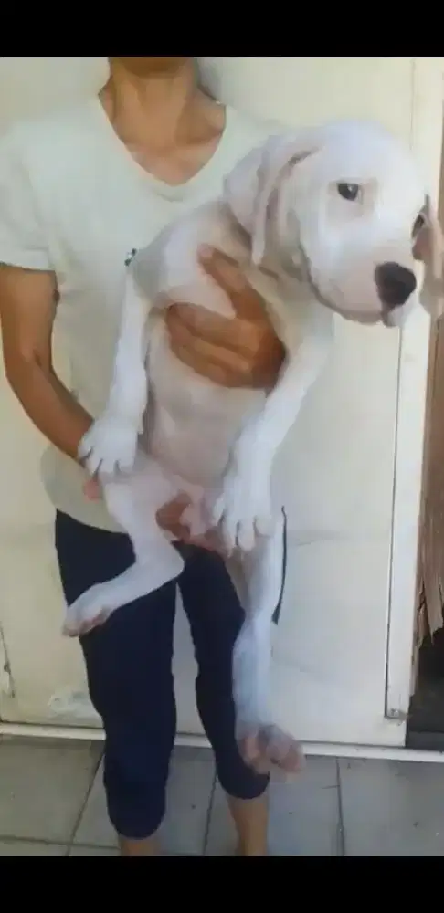 Dogo Argentino bitina 2bln masih bocil