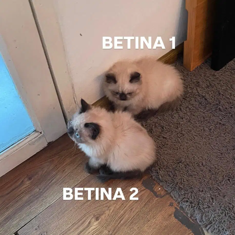 Open Adopt Kucing Himalaya