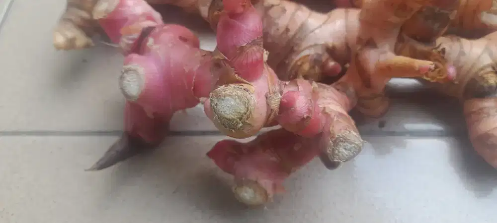 Jual lengkuas merah segar