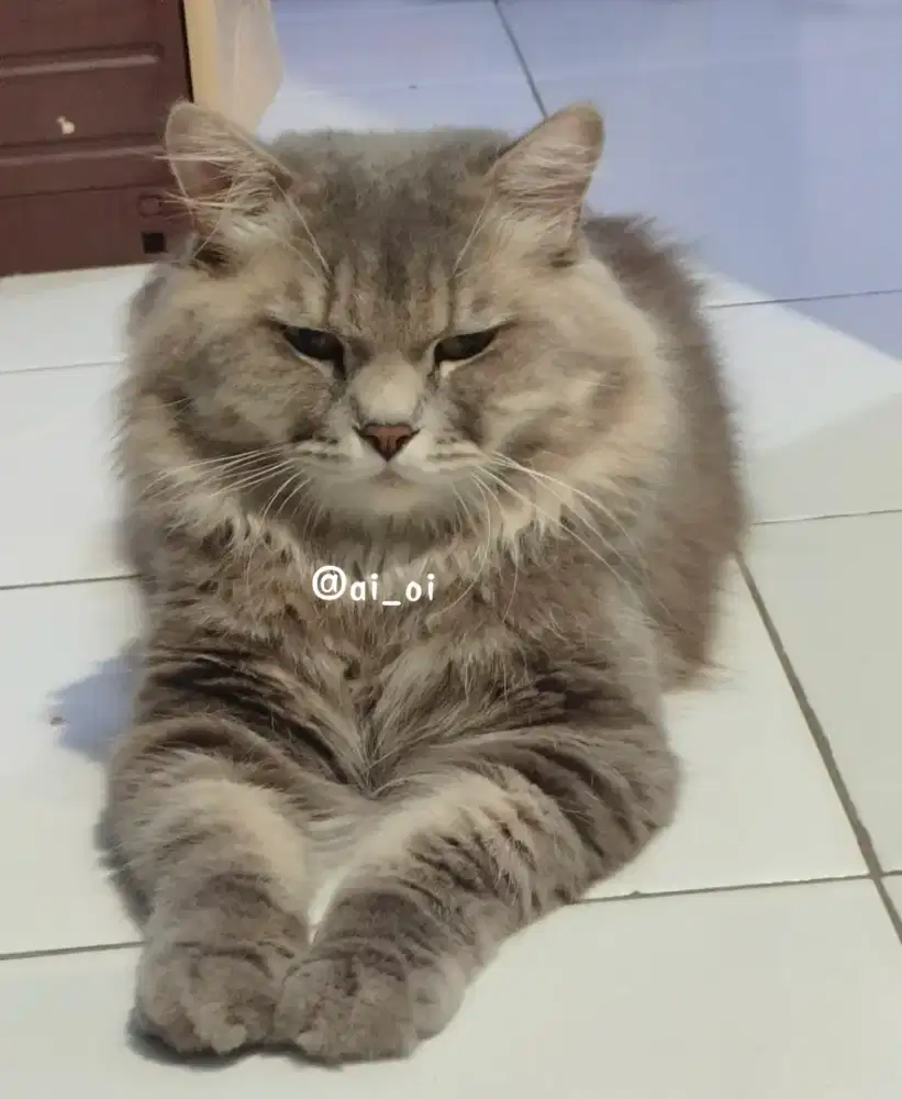 Persia abu bulu kapas