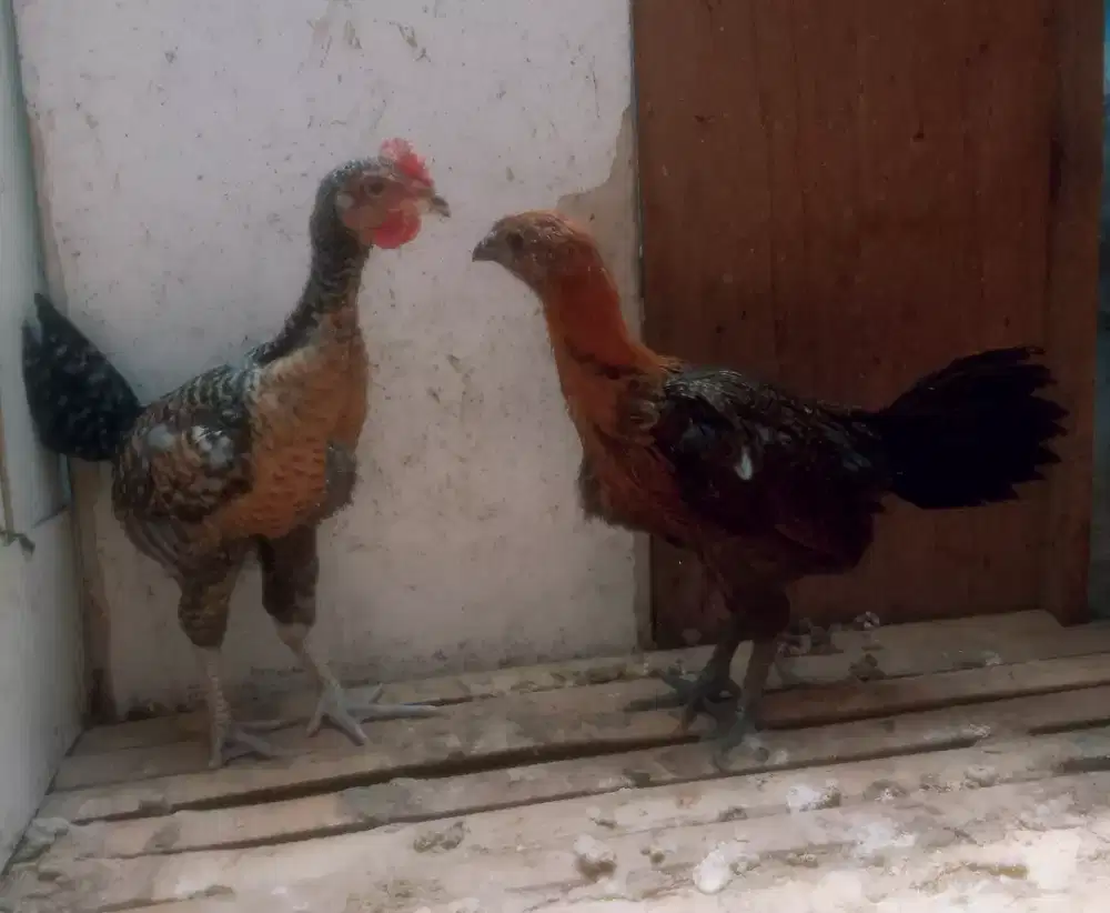 AYAM PELUNG SEPASANG