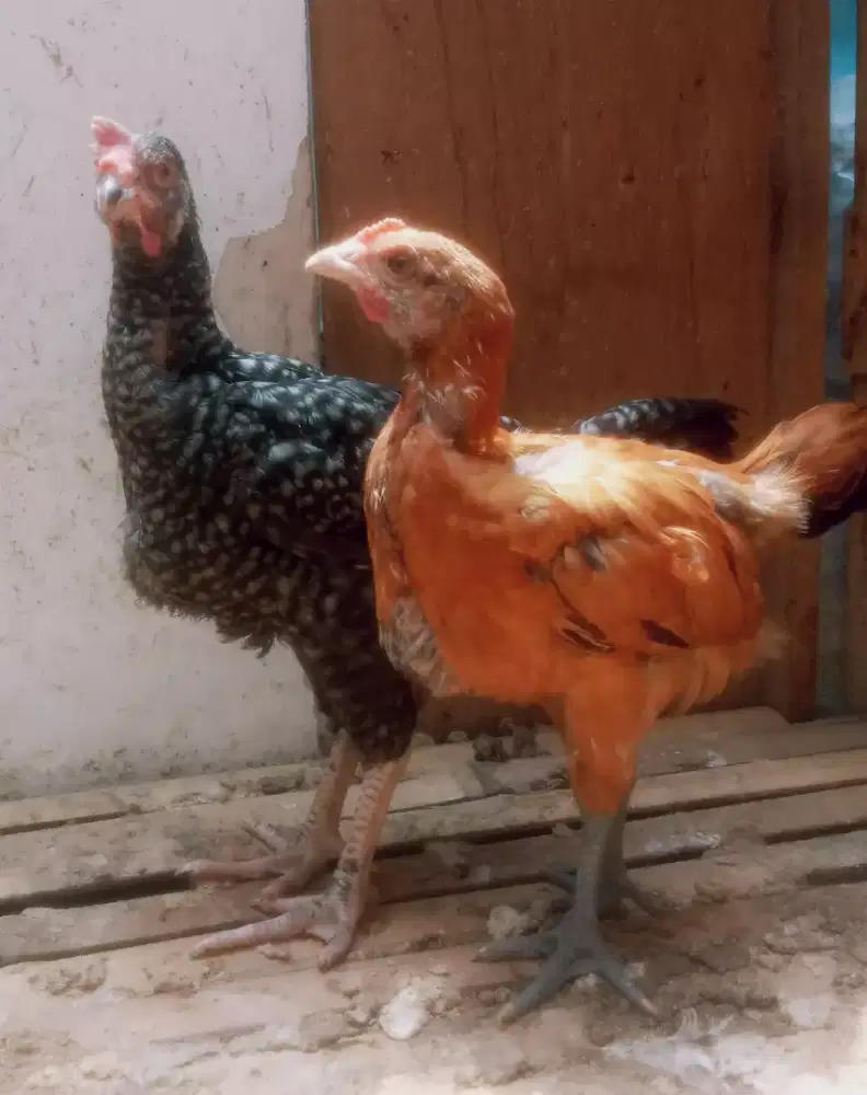 AYAM PELUNG ANAKAN