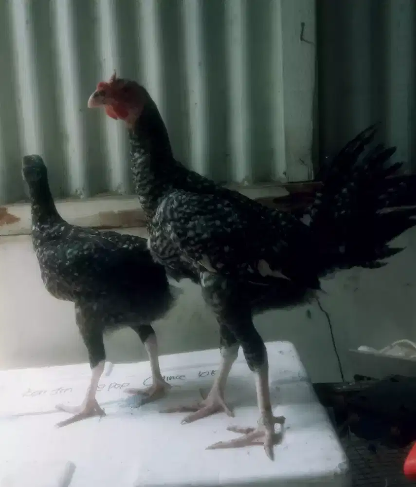 AYAM PELUNG JUMBO