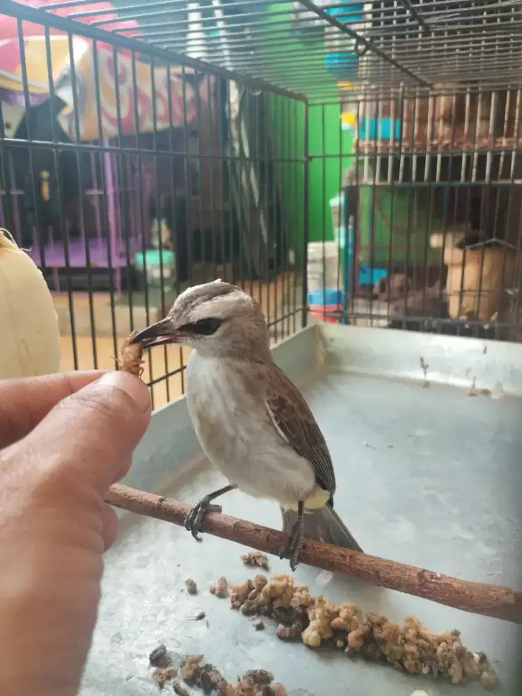 Crucuk rajin jinak