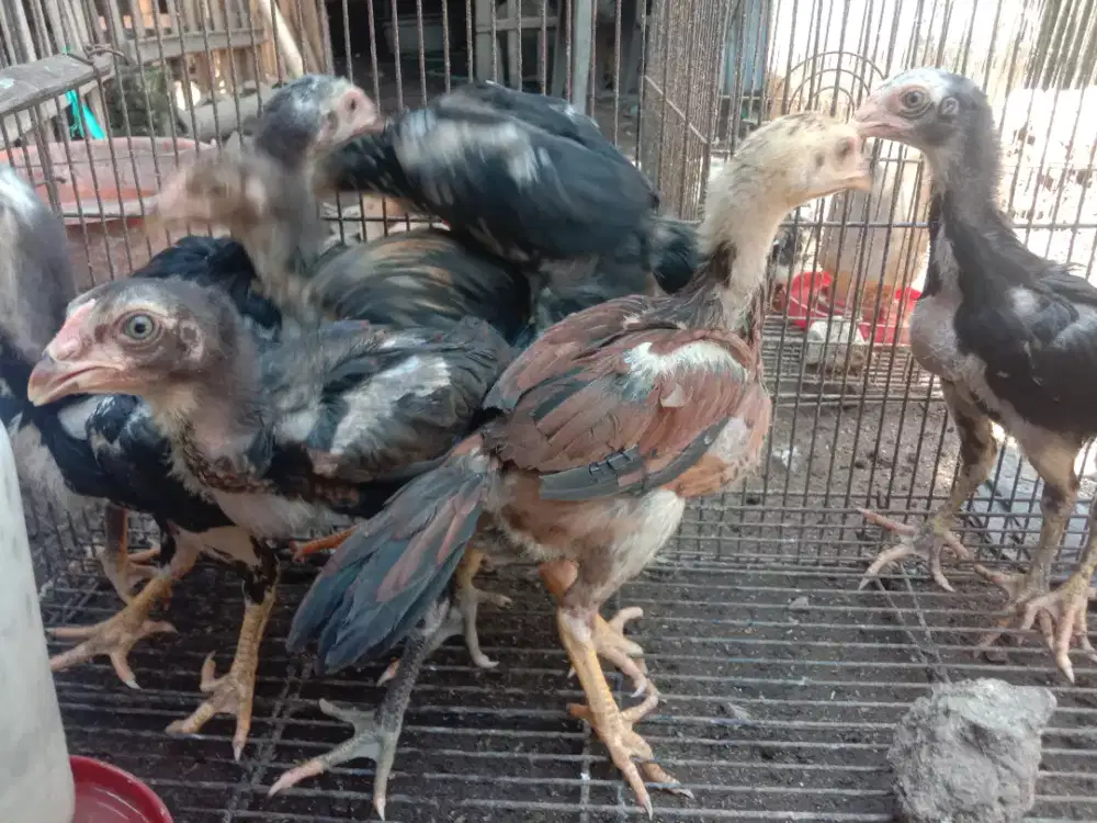 Anakan ayam ekor lidi / DOC Bangkok ekor lidi