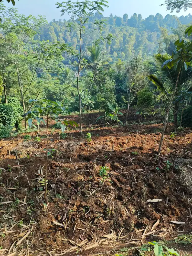 Jual tanah kebun 150.rb/m2