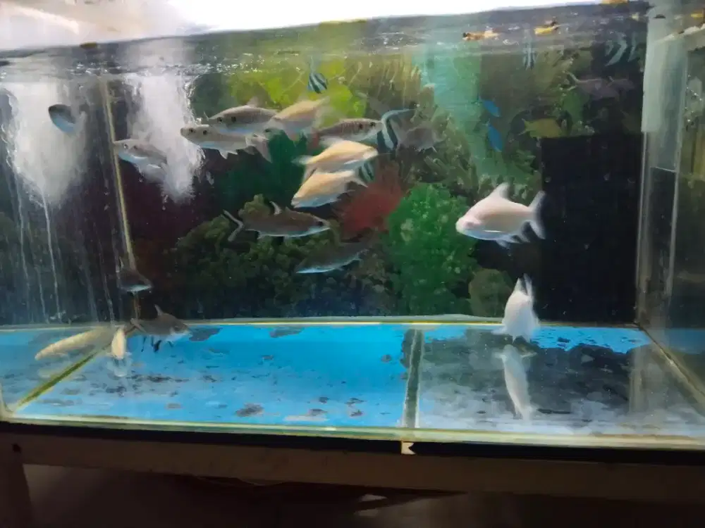 Ikan kaviat balaksak pinktail palmas pribadi
