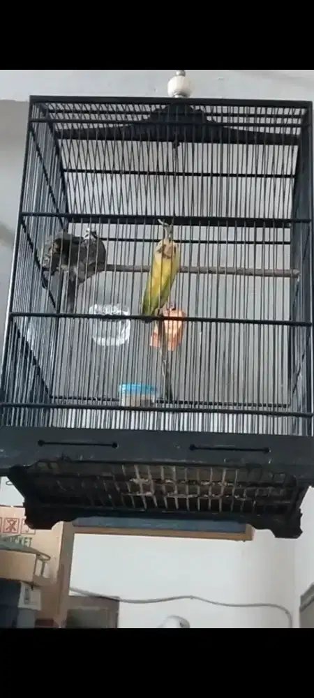 Sepasang anakan cucak Rowo