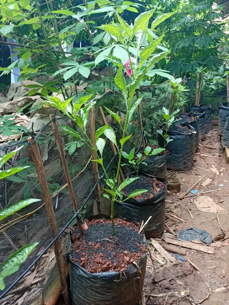 Pohon cabe dipolybag