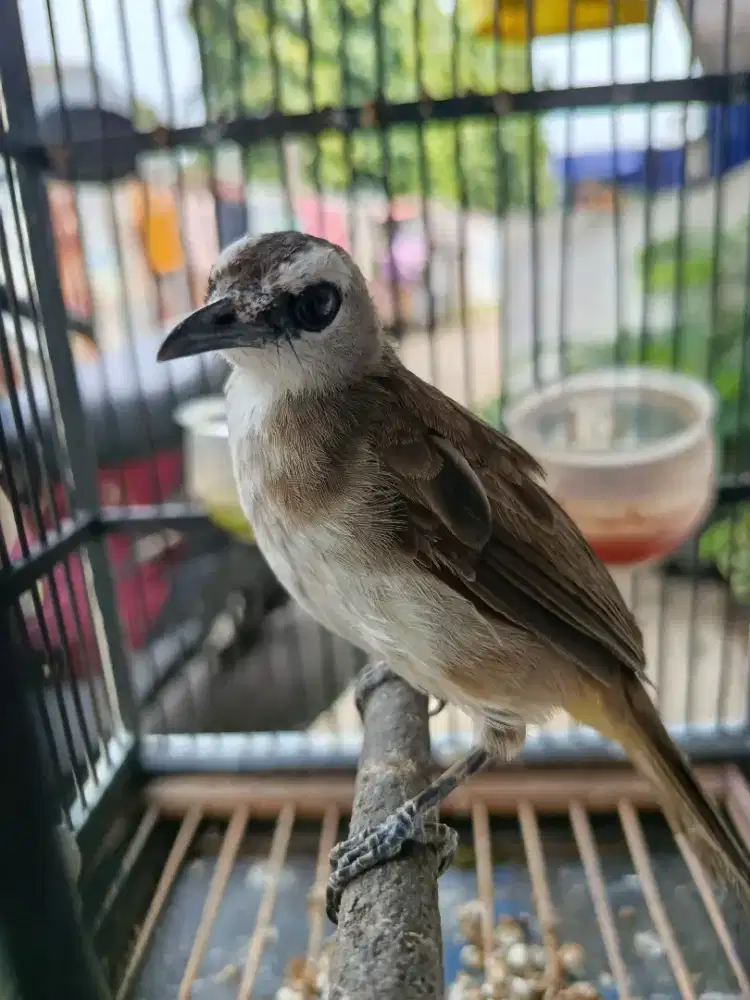 Burungnya Trucukan Muda Fullset no krodong
