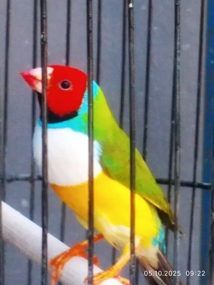 Burung gold Amadine jantan import