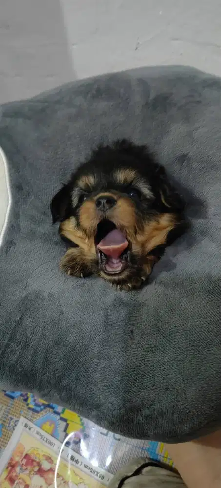Di Jual anak anjing chihuahua mix 2 bulan 1 cow 1 cew lucu2 bangett