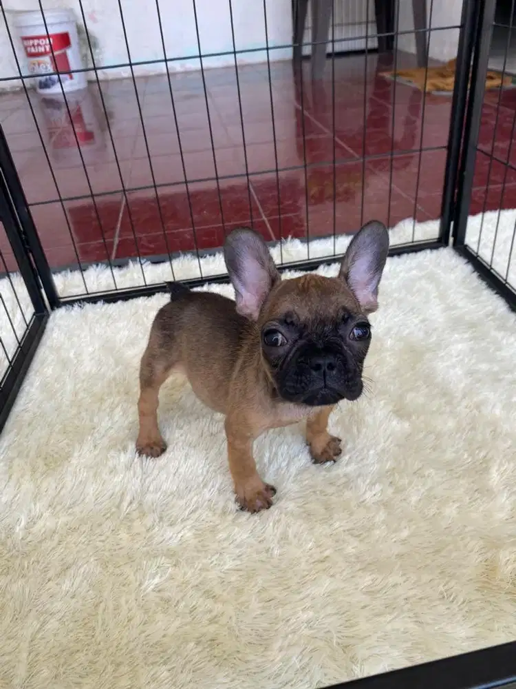 Mini french bulldog betina