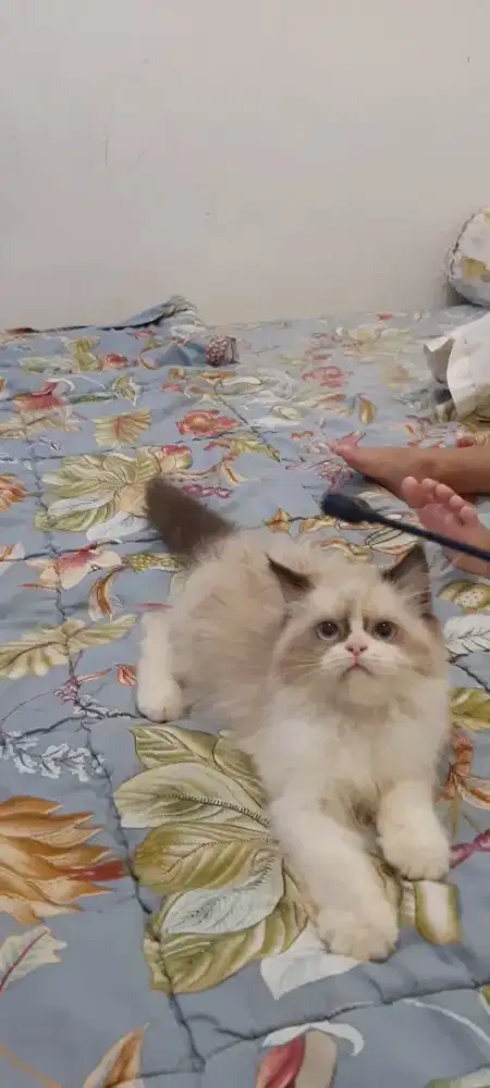 Kucing ragdoll simetris *BSH *Munchkin *Mainecoone *persia