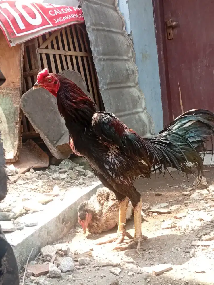 Ayam bangkok sepasang