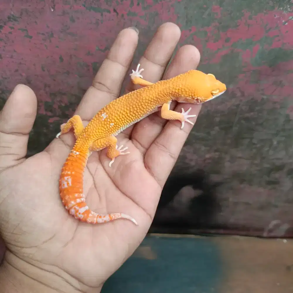 Gecko Remaja Murah Meriah