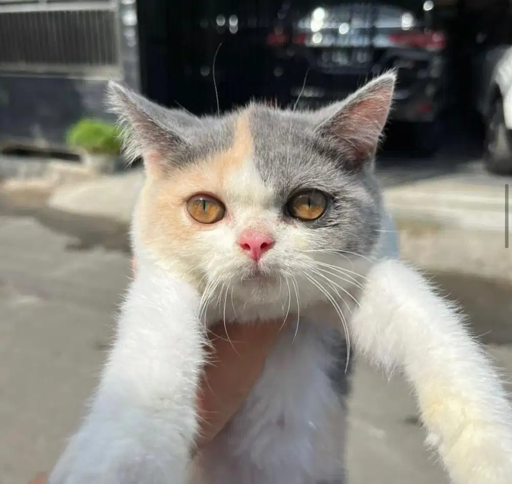 Kucing bsh pure murah