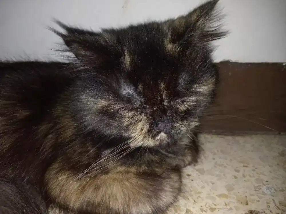 Jual MURAH KUCING PERSIA DEWASA hub WA