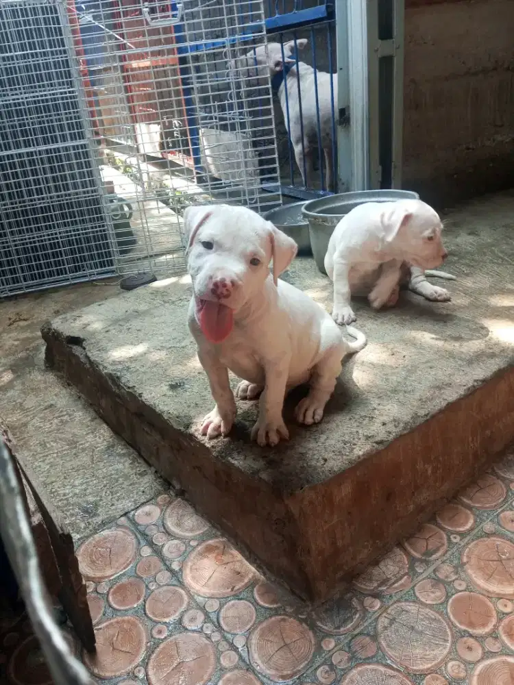 AMERICAN PITBULL