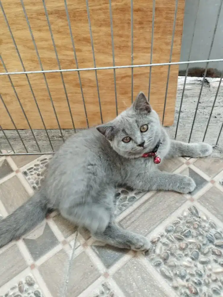 Kucing Kitten BSH BritishShorthair Pure Non PED Betina 3 bulan Vaksin